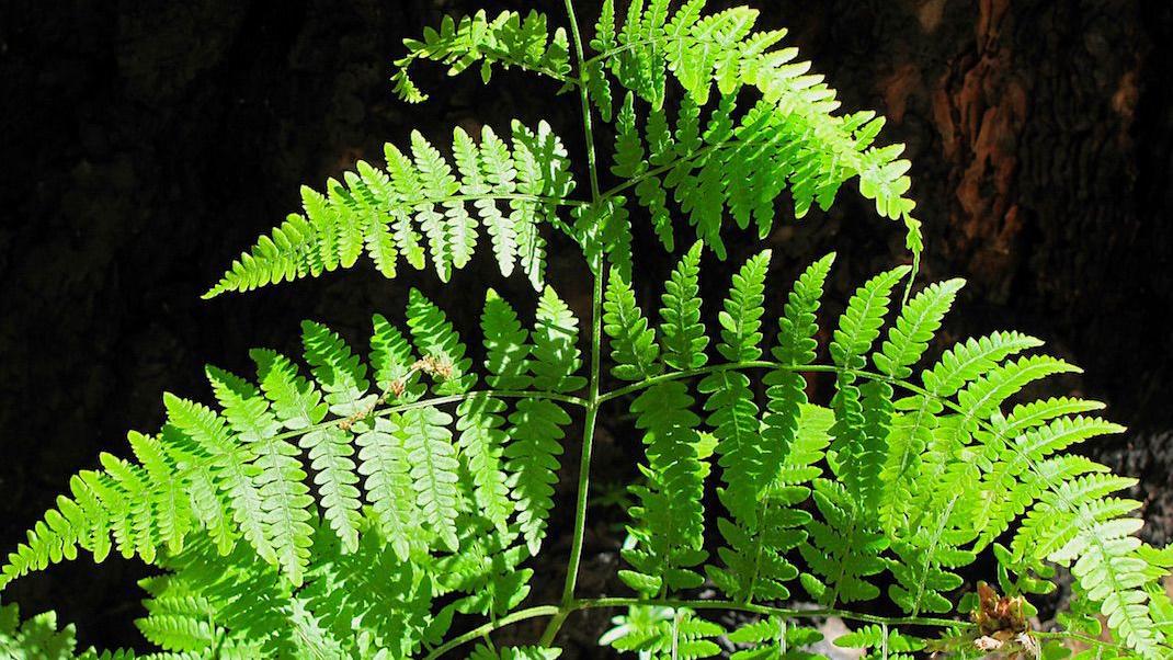 Ferns like those in Catalina Mountains go back millions of years